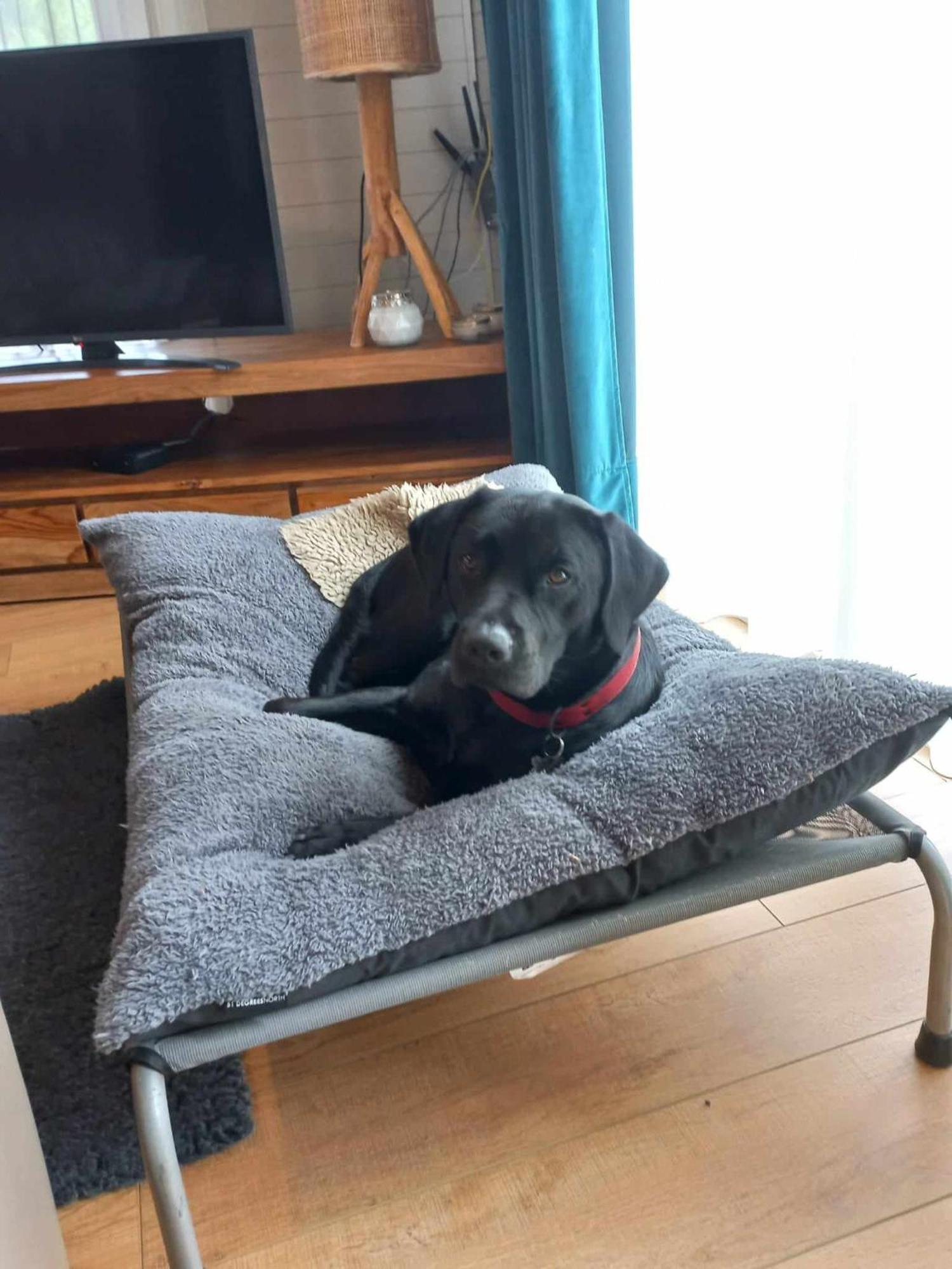 Le Mont Celeste Dogs Friendly Nonceveux Ngoại thất bức ảnh